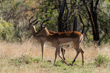 Impala, Aepyceros melampus, Afrique du Sud