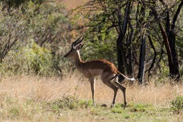 Impala, Aepyceros melampus, Afrique du Sud
