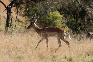 Impala, Aepyceros melampus, Afrique du Sud