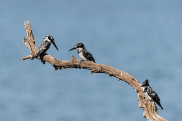 Martin pêcheur pie,.Ceryle rudis, Pied Kingfisher, Sénégal