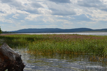 Summer stories. Lake in the forest.