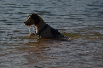 water dog