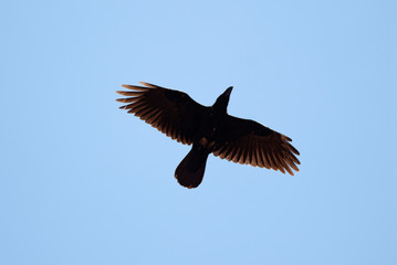 Raven - Corvus corax, flying against the blue sky
