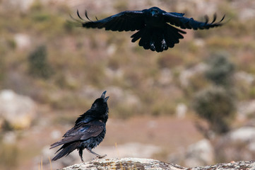 Raven - Corvus corax,  Flying portrait and social behavior
