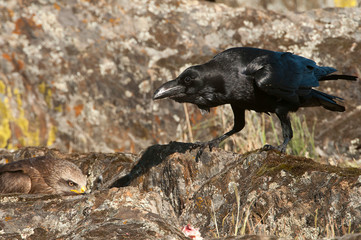 Raven - Corvus corax,   portrait and social behavior