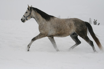 Obraz na płótnie Canvas arab horse on a snow slope (hill) in winter. The horse runs at a trot in the winter on a snowy slope. The stallion is a cross between an Arabian and a trakenen breed. Gray
