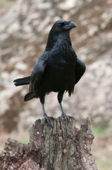 Fototapeta premium Raven - Corvus corax, Portrait of body and plumage