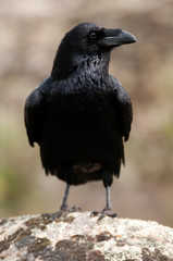 Fototapeta premium Raven - Corvus corax, Portrait of body and plumage