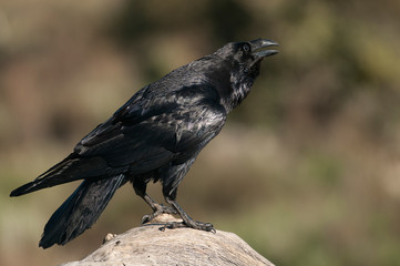 Raven - Corvus corax,   Portrait of body and plumage
