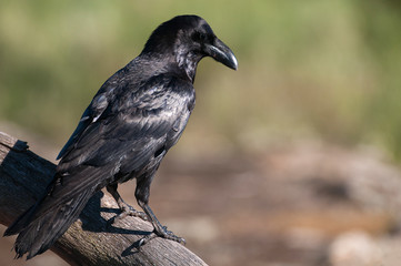 Raven - Corvus corax,   Portrait of body and plumage