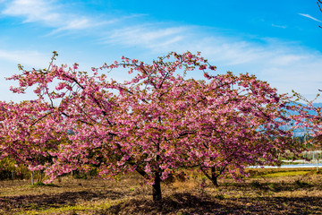 Fototapeta premium 大神の桜