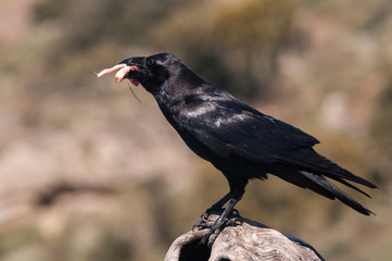 Raven - Corvus corax,   Portrait of body and plumage
