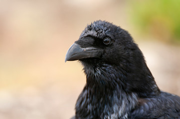 Raven - Corvus corax, Portrait of eyes, head and beak