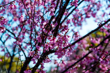 オカメ桜