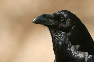 Raven - Corvus corax, Portrait of eyes, head and beak