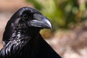 Raven - Corvus corax, Portrait of eyes, head and beak