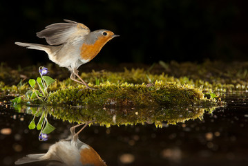 Robin - Erithacus rubecula, with reflection in the water