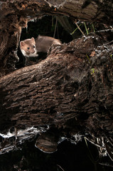 Stone Marten - Martes foina, between the branches of a tree, nocturnal mammal