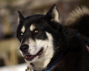 chien de traineau - husky sibérien