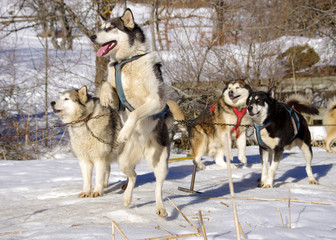 chiens de traineau - meute de huskys sibériens