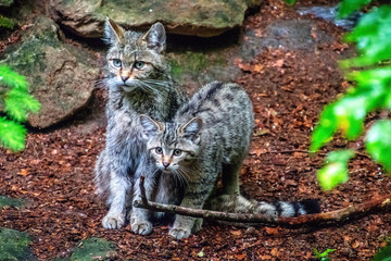 European wildcat offspring couple © Martin