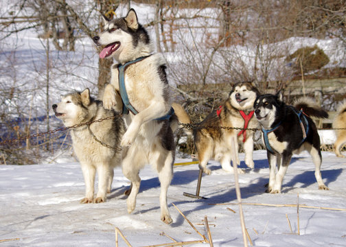 chiens de traineau - meute de huskys sib&eacute;riens