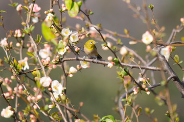 Japanese white-eye, called Mejiro in Japan, perches on a branch of Japanese quince tree blossoming in spring.