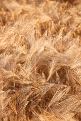 cornfield during sunset