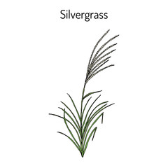 Silvergrass Miscanthus sinensis 
