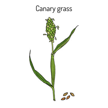 Canary grass phalaris canariensis , medicinal plant