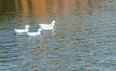 A bunch of white ducks on the green Lake