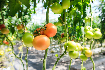 Tomatoes in a greenhouse.
