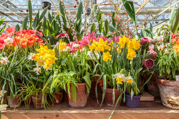 Flowers in green house. Floral bouquet shop. Blooming plants and multi color flowers inside a garden center