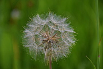 Dandelion, simbol of spring and heat, frame summer