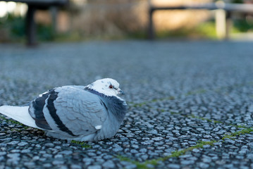 鳩