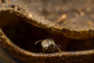 Stingless bees stand front of nest, Stingless bees gathered on nest hole, close up stingless bee on nest,  Thailand.