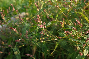Floraison au jardin d'agrément-39