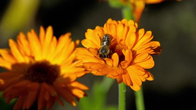 Bee on a orange marigold
