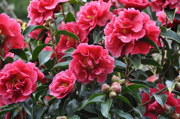Primavera com flores cor-de-rosa - 254884703