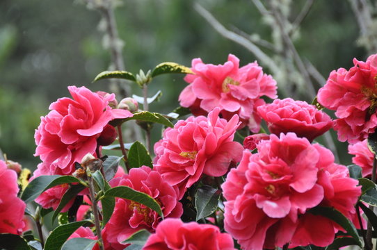 Flores cor-de-rosa