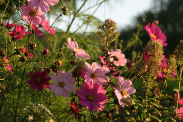 Fleurs du jardin d'agrément-13