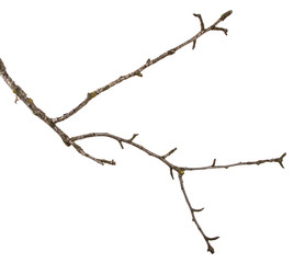 part of a dry branch of a dead pear tree. isolated on white background