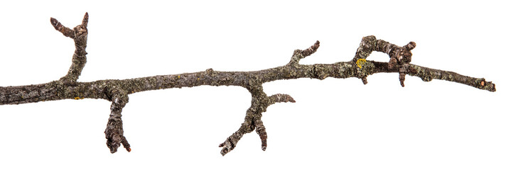 part of a dry branch of a dead pear tree. isolated on white background