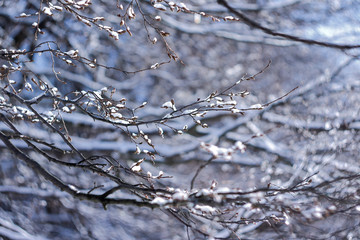 winter