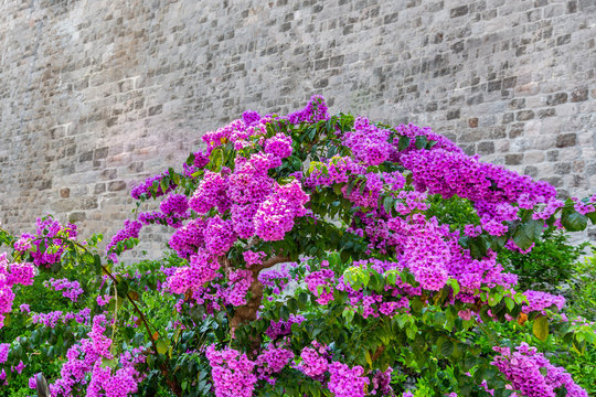 Beautiful blooming pink bougainvillea flowers with an old textured stone wall in the background.