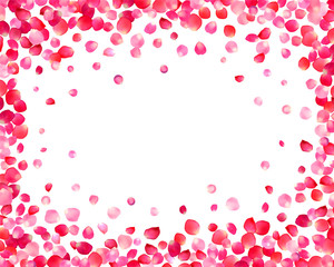 White background with pink rose petals