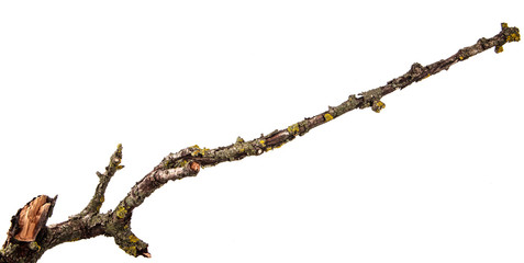 part of a dry branch of a dead pear tree. isolated on white background