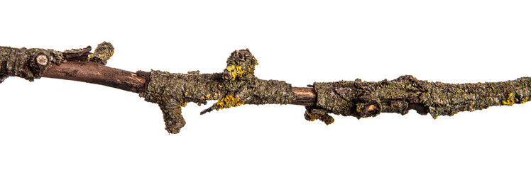 part of a dry branch of a dead pear tree. isolated on white background