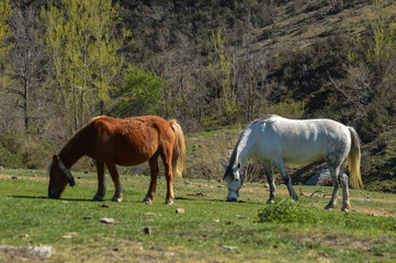 two horses on a meadow