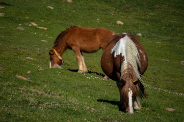 horse in the field